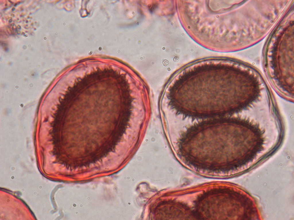 Con l''aiuto del microscopio... QUIZ